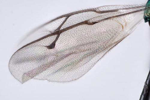 Lamprotatus sp.